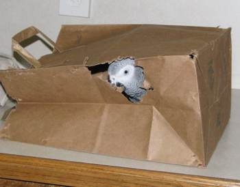 Einstein looking out of a hole in a paper bag