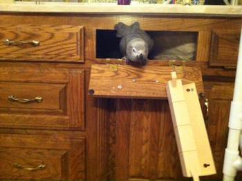 Exploring the bathroon cabinet